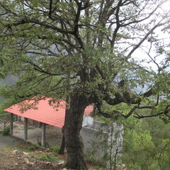 Quercus laeta, photograph (c) Ricardo Jaimes-López, some rights reserved (CC BY)