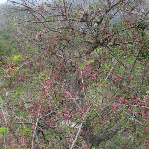 Pistacia mexicana, photograph 1