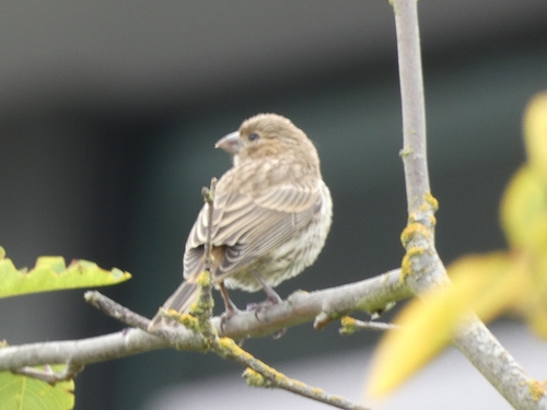 House Finch observed by ewrunn1ng