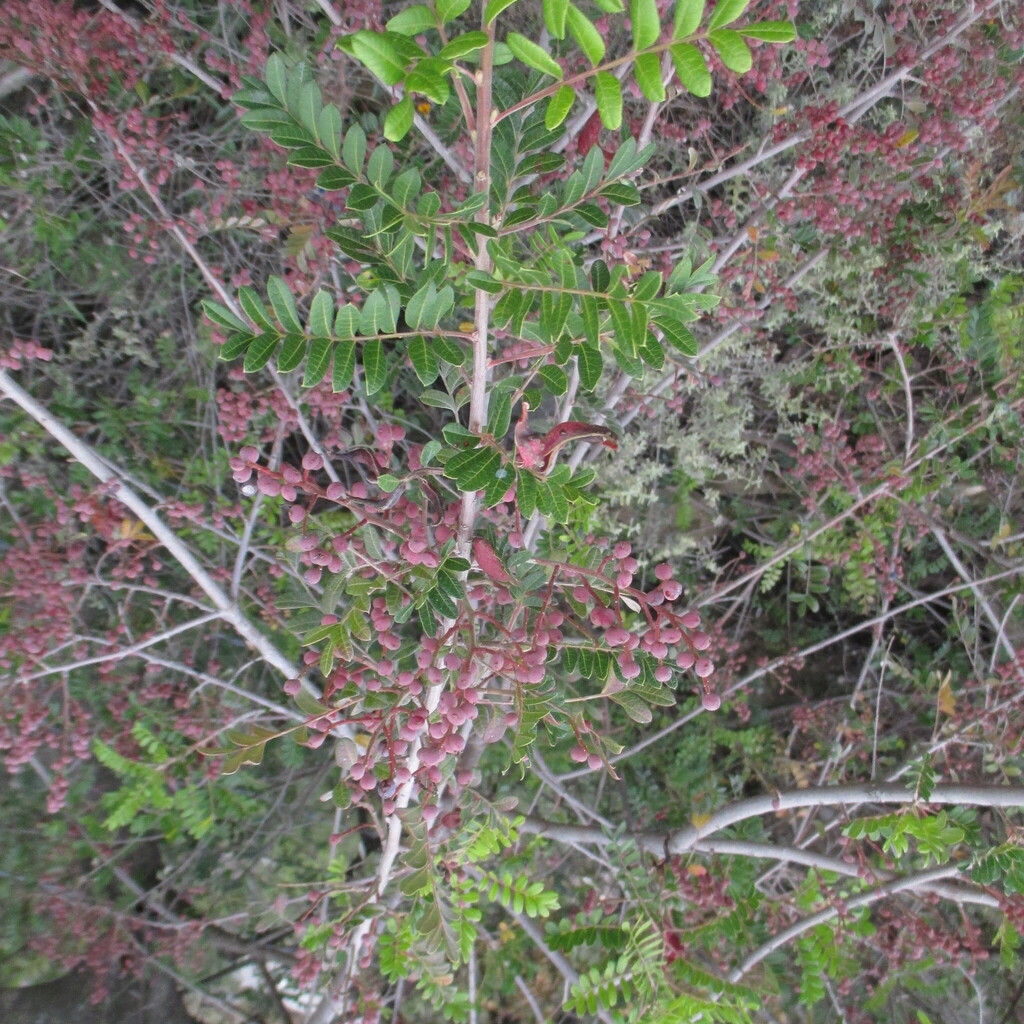 Pistacia mexicana; photograph (c) Ricardo Jaimes-López, some rights reserved (CC BY)