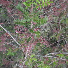 Pistacia mexicana