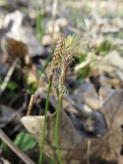 Carex pensylvanica