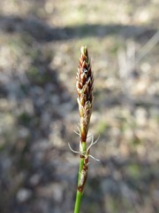 Carex pensylvanica