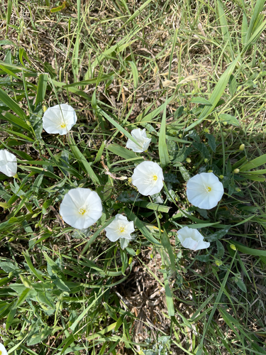 field bindweed