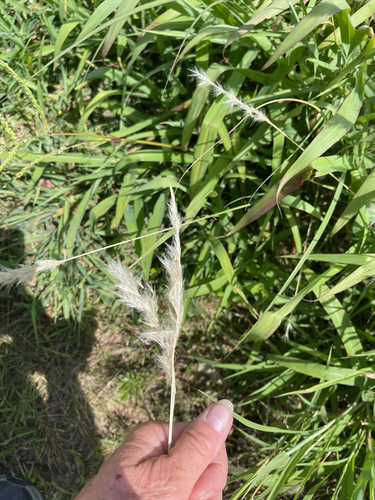 silver bluestem