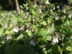 Symphytum × hidcotense