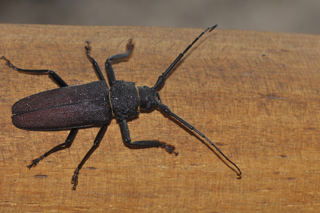 Glyphosoma