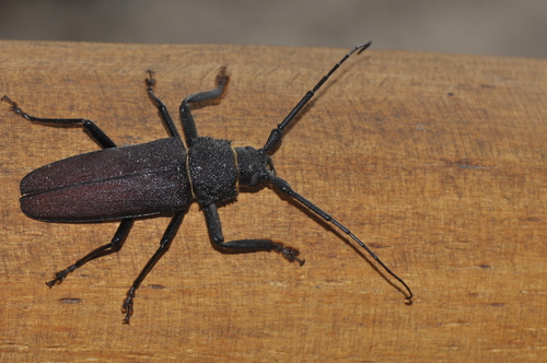 Glyphosoma cariosum