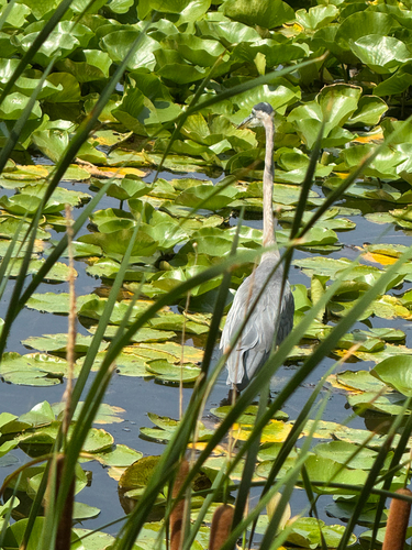 Great Blue Heron observed by jcl0