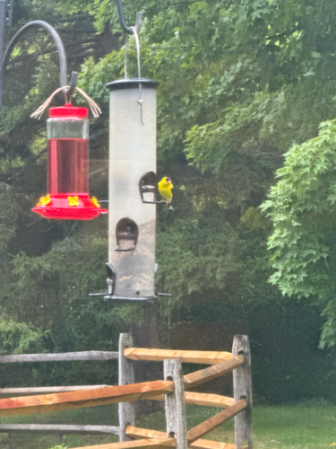American Goldfinch observed by wildlifeboy11
