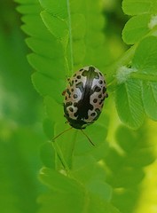Calligrapha confluens