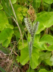 Carex riparia