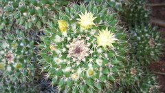 Mammillaria voburnensis