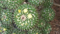 Mammillaria voburnensis