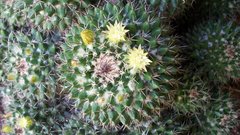 Mammillaria voburnensis