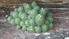 Mammillaria voburnensis