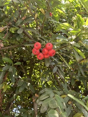 Heteromeles arbutifolia