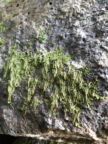 Rhaphidorrhynchium amoenum observed 2026-07-11