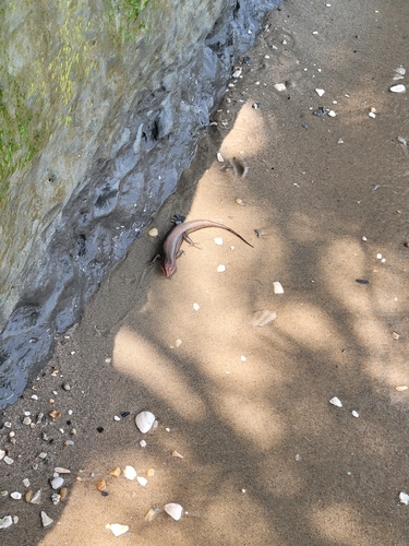 Broad-headed Skink observed by araneomorphae