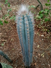 Pilosocereus lanuginosus, photograph (c) Raúl A. Ruiz M., some rights reserved (CC BY)
