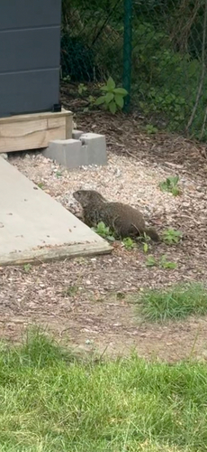 Groundhog observed by lbrown123