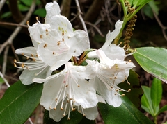 Rhododendron carolinianum