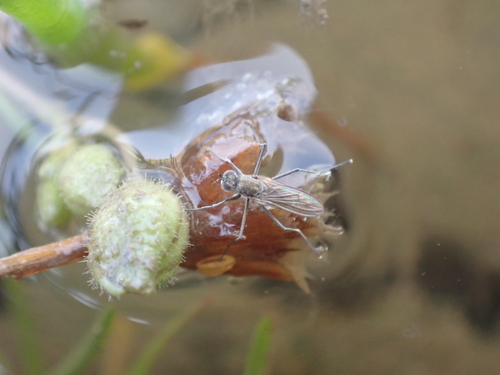 Hydrophorus oceanus