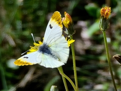 Anthocharis euphenoides