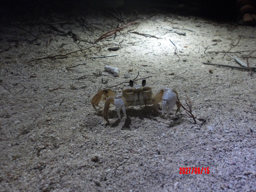 Atlantic Ghost Crab