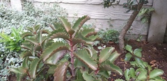 Kalanchoe sexangularis