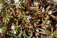 Claytonia parviflora viridis