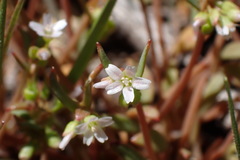 Claytonia parviflora viridis