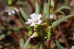 Claytonia parviflora viridis
