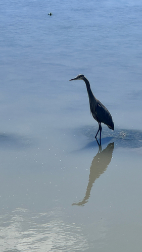Great Blue Heron observed by jny-ln