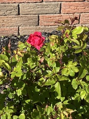 Rosa