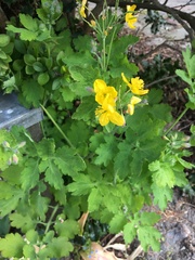 Chelidonium majus