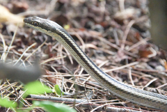 Dromicodryas bernieri