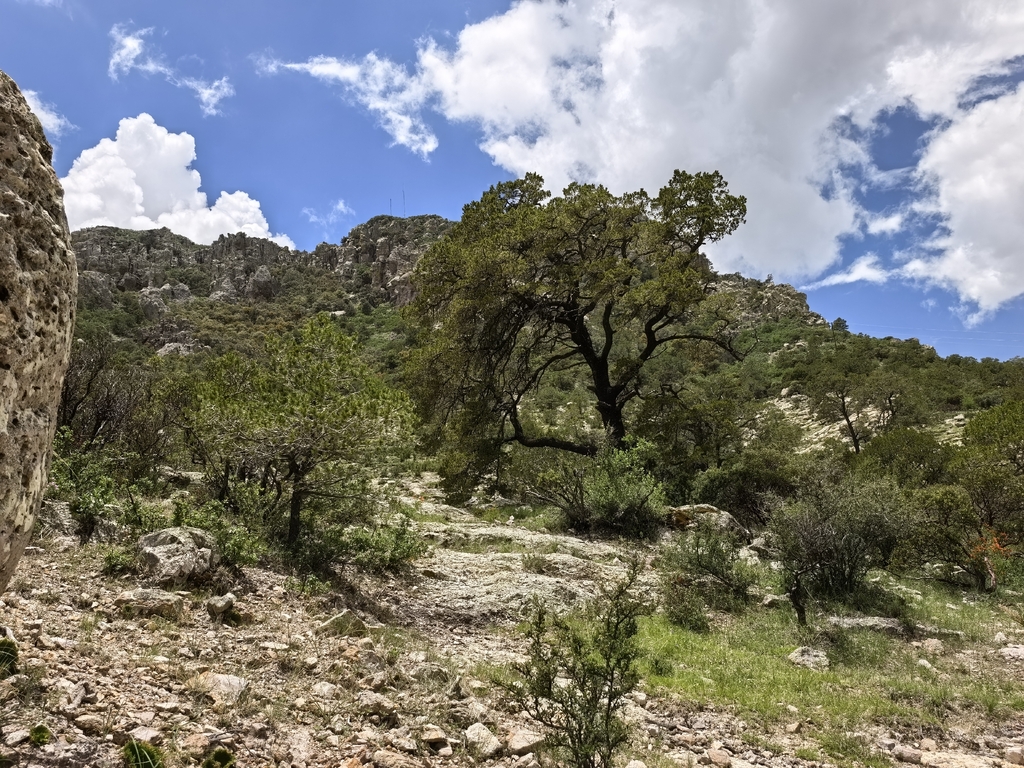 Pinus cembroides; photograph (c) M. Socorro González Elizondo, some rights reserved (CC BY-SA)