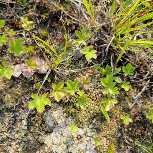 Potentilla canadensis, photograph 3