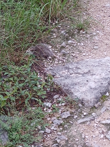 Virginia Opossum observed by wmirshell