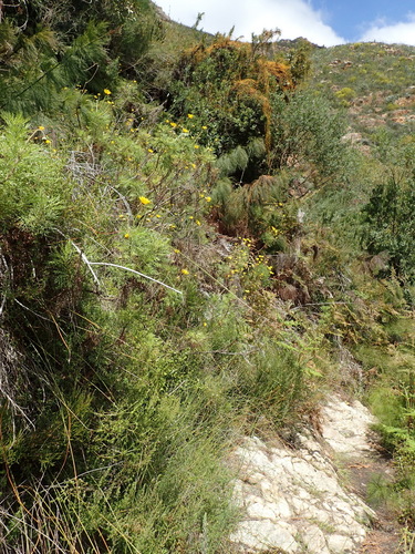 Ursinia paleacea, photograph 5