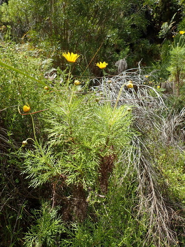 Ursinia paleacea, photograph 3