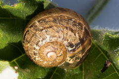 Cornu aspersum