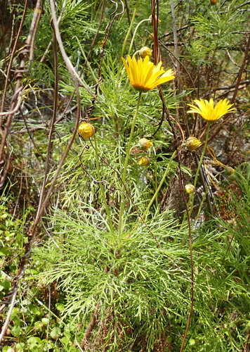 Ursinia paleacea, photograph 2