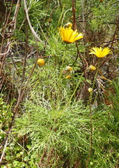 Ursinia paleacea, photograph (c) Nicola van Berkel, some rights reserved (CC BY-SA)