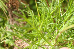 Ursinia paleacea