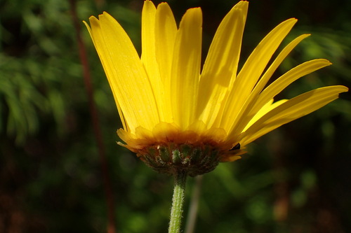 Ursinia paleacea, photograph 4