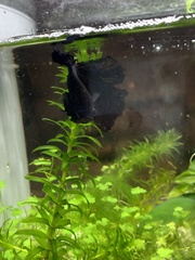 Betta