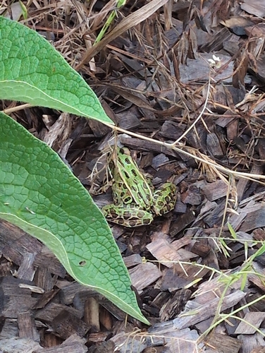 Northern Leopard Frog observed by tachyonic