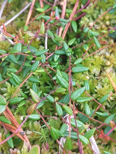 bog cranberry